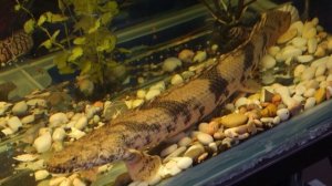 Полиптерус Эндлихера (Polypterus endlicheri)
