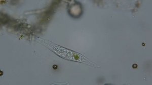 Разнообразие простейших