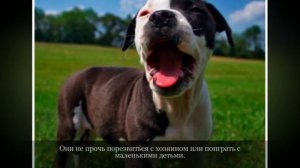 Американский бульдог Крупные породы собак