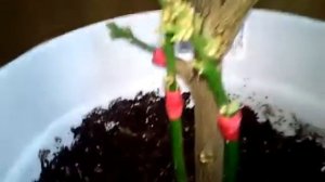 Прививка культурных черенков на дикий лимон