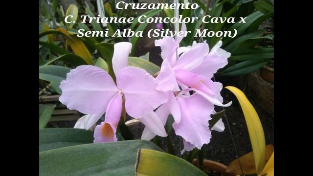 Frascos de orquídeas especiais. смотреть онлайн