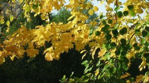 Листья Тютчева