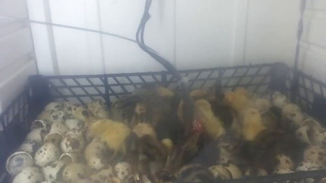 Вывод в инкубаторе из холодильника, снизу увлажнитель ультразвуковой. смотреть онлайн