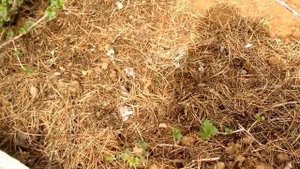 ЙОШТА весной| Советы по выращиванию йошты| Органическое земледелие