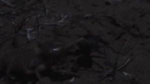 Solifugae (camel spider) vs Beetle