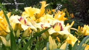 Лилейники. 20 любимых сортов