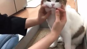 Вам будет полезно узнать,как правильно давать кошкам лекарство в таблетках