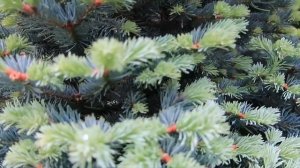 ФОРМИРОВАНИЕ ПИХТЫ СУБАЛЬПИЙСКОЙ