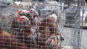 ТУЛА . СБОРНАЯ  ЯРМАРКА ГОЛУБЕЙ   ЧАСТЬ3