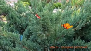 Можжевельник чешуйчатый Голд Тип (gold-tip) ? обзор: как сажать, саженцы можжевельника Голд Тип