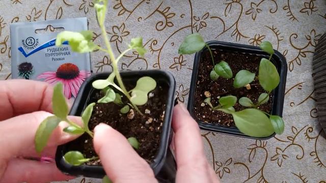 Посадила я горох, выросла капуста🙃 смотреть онлайн