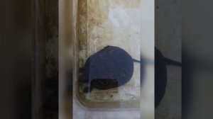 Неожиданность..mp4