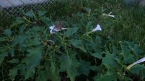 SAVE Your TOMATOES | EASY way to Find tomato worms