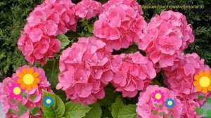 Гортензия крупнолистная Розита. Краткий обзор, описание характеристик hydrangea macrophylla Rosita