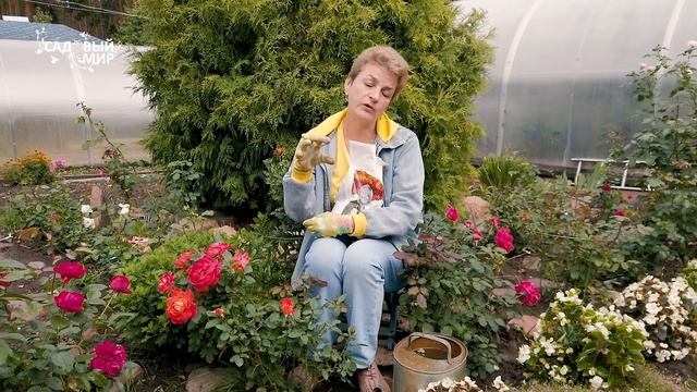 УХОД ЗА РОЗАМИ ОСЕНЬЮ.? КАК ПОДГОТОВИТЬ РОЗЫ К ЗИМЕ?