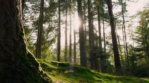 Звуки природы🌳Лес, пение птиц🌲Засыпай под звуки природы🌱🌿☘️Шум деревьев, шелест листвы🍀🍃