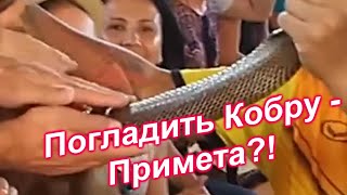 Погладить и поцеловать Кобру (45)/Таиланд