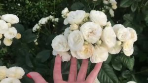 БЕЛЫЕ РОЗЫ в саду | Достоинства Устойчивость к дождю | Пять супер сортов