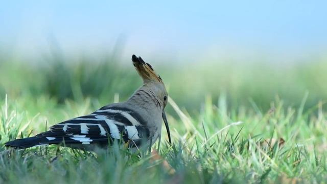 Звуки природы | лечебная музыка для сердца и сосудов, релаксация, музыка для души смотреть онлайн