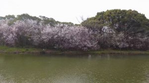 Flor de SAKURA y MAGNOLIA en china🌸+Nos vamos de PICNIC🧺+Esto compramos para el picnic😋 #vlog 118