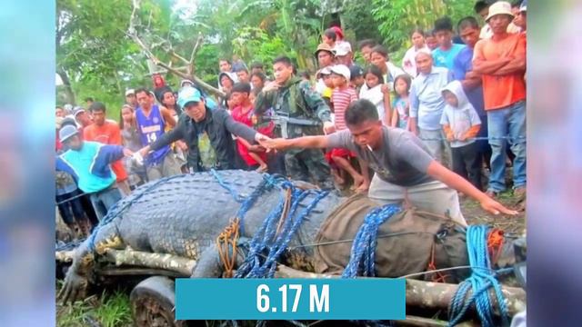 7 аномально больших животных в мире. смотреть онлайн