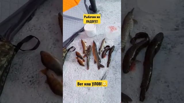 Рыбачить на ЛАДОГЕ! Вот наш УЛОВ??! #васярыбаков #рекомендации #жерлицы смотреть онлайн