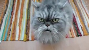 Кот генерал