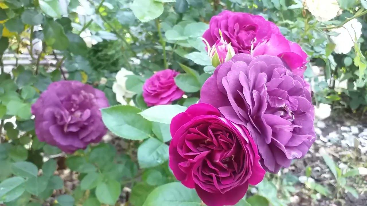 Подкормка. Тёмные розы... 03.07.24г. смотреть онлайн