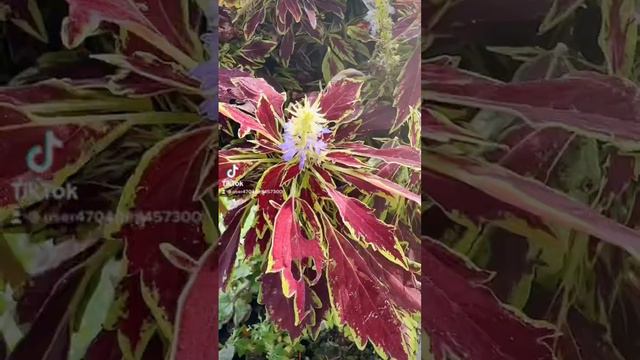 Couleurs de la sélaginelle et du coleus