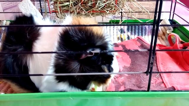 BonnieHomeChannel | Любимое лакомство моей морской свинки! смотреть онлайн