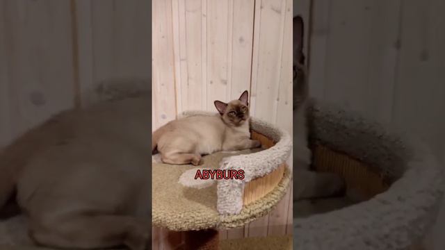 Котик Мартин#видео #дети #котенок #коты #купить #сегодня #игра #питомцы #кошка #мартин смотреть онлайн