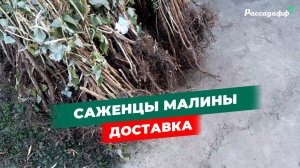 Саженцы малины на отправку. Сорта Таганка, Химбо Топ, Полана