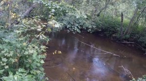 Хариус на микроречке  Устьянский район