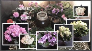 Как не дать фиалке погибнуть | Профилактика бактериоза и грибка у фиалок | Как разводить фитоспорин