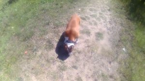 ПИТБУЛЬ\\АМСТАФФ ОТЛИЧИЯ В ПОВЕДЕНИИ