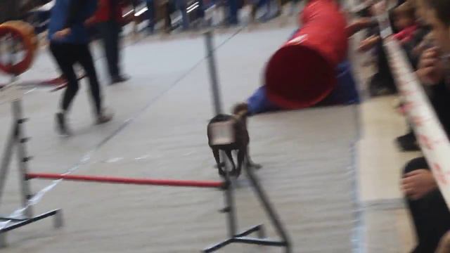 Ксолоитцкуинтли Ежевика из Полета Мечты Харахурсах Елена смотреть онлайн