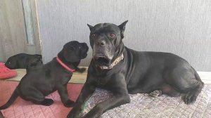 Кане корсо. Воспитание щенка.