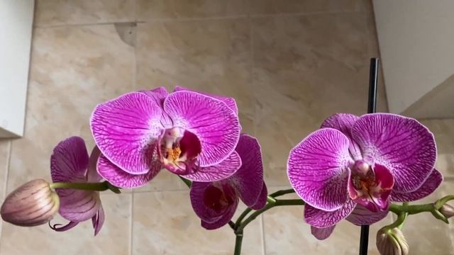 ОРХИДЕЯ Сангрия / процесс цветения начался