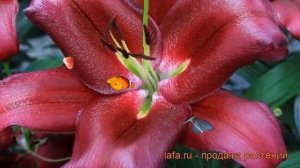 Лилия от-гибрид Борелло (lilium ot-hybrid borrello) ? обзор: как сажать, луковицы лилии Борелло