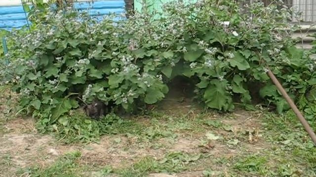 Лес. Дремучий лес 1. смотреть онлайн