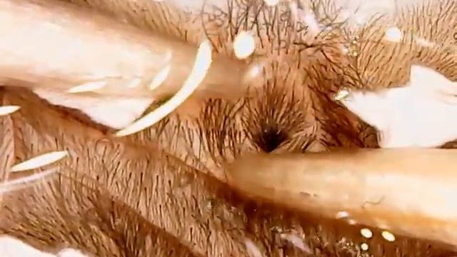 Brachypelma albopilosum. Определение пола паука птицееда (female ~L7) смотреть онлайн