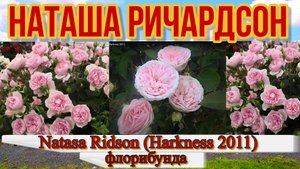 Роза Наташа Ричардсон (Флорибунда) - Natasa Ridson (Harkness  2011)