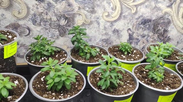 Петуния зимой. Мой уход без секретов. Самый простой способ черенкования петунии. Полив. Подкормки. смотреть онлайн