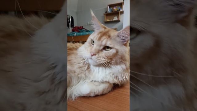 :( #мейнкуны #коты #грустно #игры #истории #истори