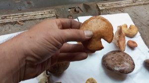 Вся правда о грибах. Обзор только съедобных грибов.