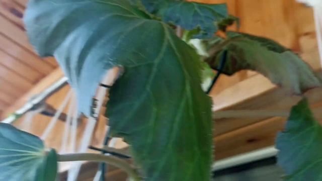 Комнатные Растения. Цветение Бегонии Клубневой смотреть онлайн