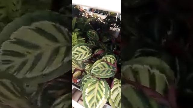 Почему DioFlowers лучший выбор для покупки комнатных растений оптом: отзывы клиента
