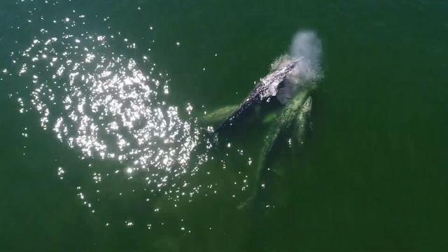 Брачный период голубых китов у берегов Сахалина смотреть онлайн