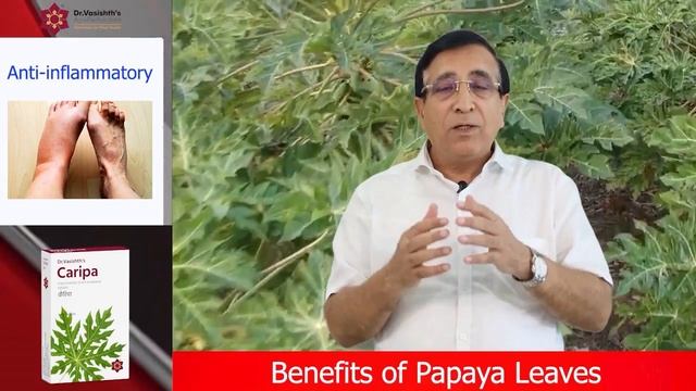 Dr.Vasishth's: Benefits of Papaya Leaves - पपीता के पत्तों के लाभ