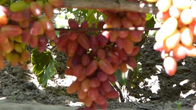 Роза ранняя смотреть онлайн